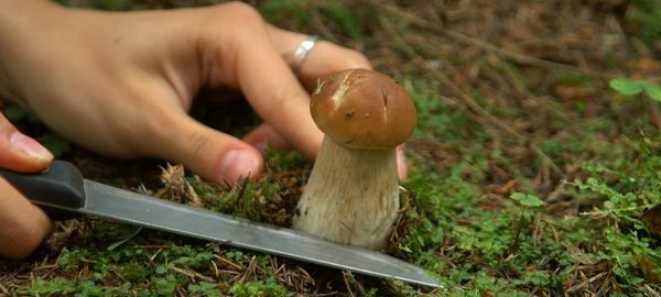 Советы тем, кто любит собирать грибы