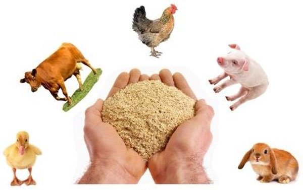 5 причин использовать кормовые добавки в кормлении животных