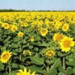 Насіння та гібриди соняшника для різних регіонів України